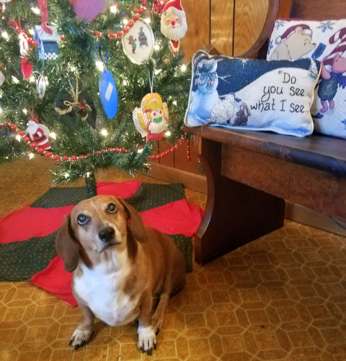 Photo Credit: Dorothy Stephenson Highland County, Virginia, Christmas, photo, photography, feature, landscape, wildlife, still life, covered bridge, small town, rural, community, holiday, holidays, winter wonderland, christmas lights near me, christmas getaway, christmas around the world, christmas holidays, christmas activities near me, 12 days, Christmas Eve, christmas decorations, best small towns to live, best small towns to retire, most affordable small towns, rural american towns, country living