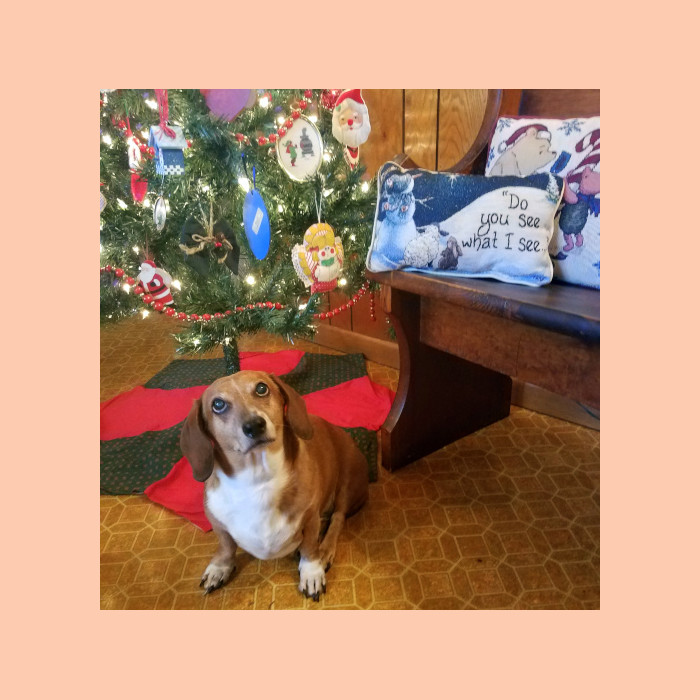 Photo Credit: Dorothy Stephenson Highland County, Virginia, Christmas, photo, photography, feature, landscape, wildlife, still life, covered bridge, small town, rural, community, holiday, holidays, winter wonderland, christmas lights near me, christmas getaway, christmas around the world, christmas holidays, christmas activities near me, 12 days, Christmas Eve, christmas decorations, best small towns to live, best small towns to retire, most affordable small towns, rural american towns, country living