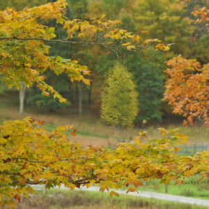 Fall Leaves by Kathy Cobb