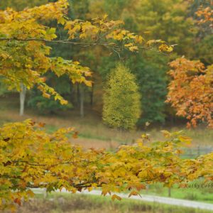 Fall Leaves by Kathy Cobb