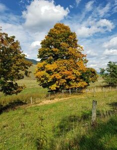 Rustic shades by Alice Metts