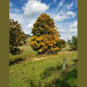 Rustic shades by Alice Metts