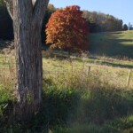 Blue Grass by Alice Metts