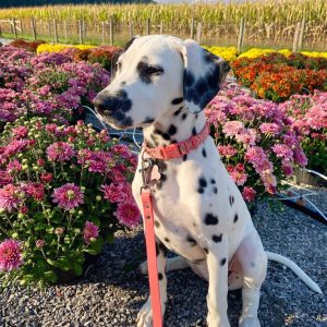 Not exactly leaves, but Fall color nonetheless! By Tabitha Ulmer.