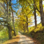 Hardscrabble Road by Cassandra Warner