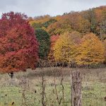 Photo by Alice Metts