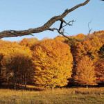 Photo by Alice Metts